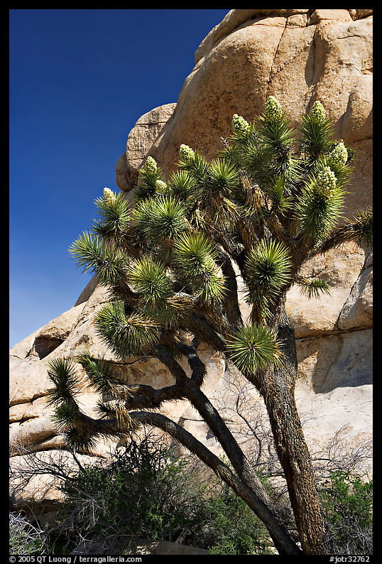 Joshua Tree in bloom and boulders, Hidden Valley Campground. Joshua Tree  National Park, California, USA.