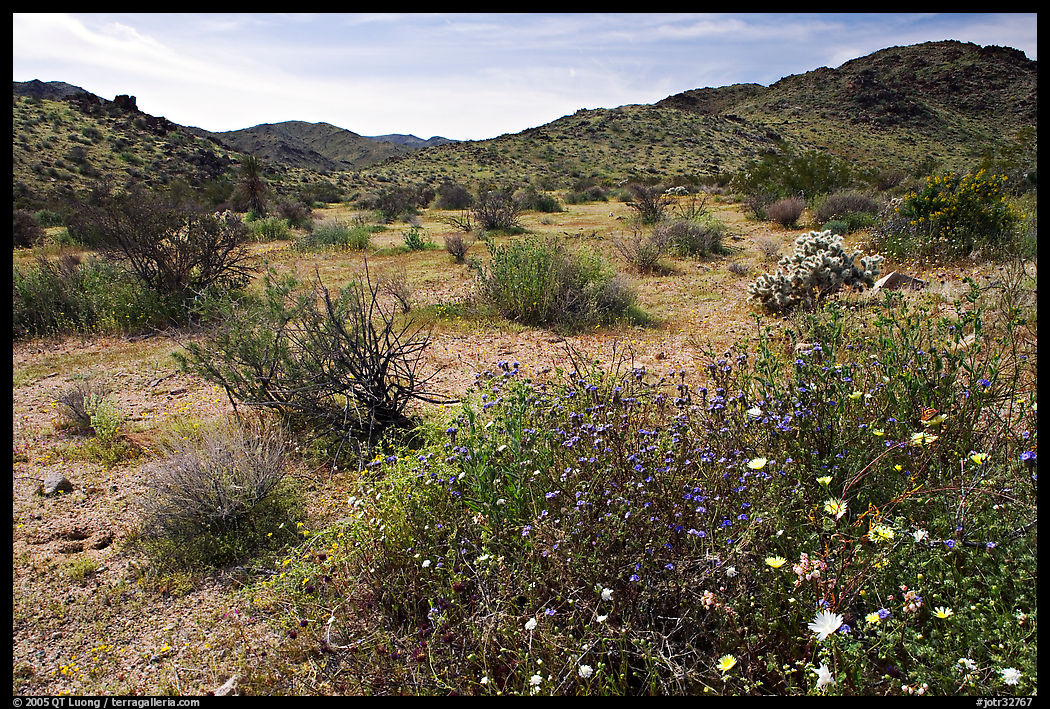 Wildflowers, volcanic hills, and Hexie Mountains. Joshua Tree  National Park, California, USA.