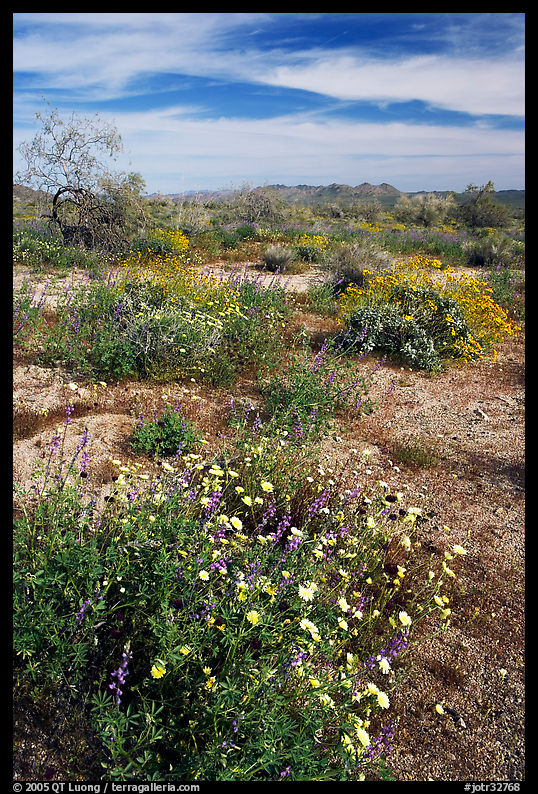Arizona Lupine, Desert Dandelion, Chia, and Brittlebush, near the Southern Entrance. Joshua Tree  National Park, California, USA.