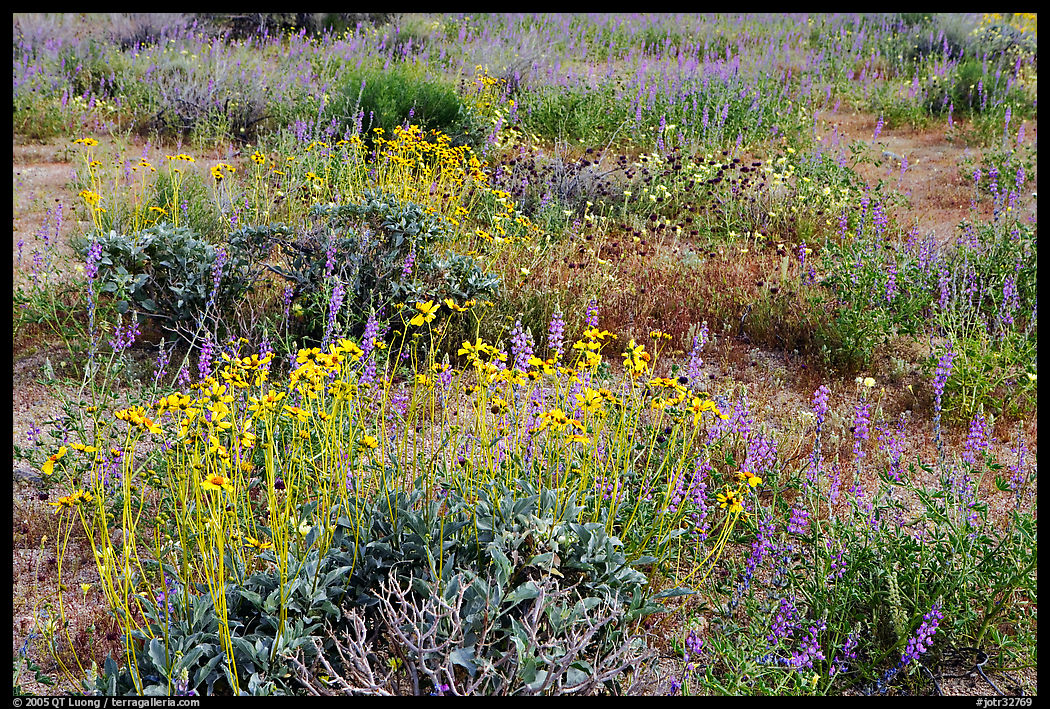 Close-up of flower carpet of Arizona Lupine, Desert Dandelion, Chia, and Brittlebush, near the Southern Entrance. Joshua Tree  National Park, California, USA.