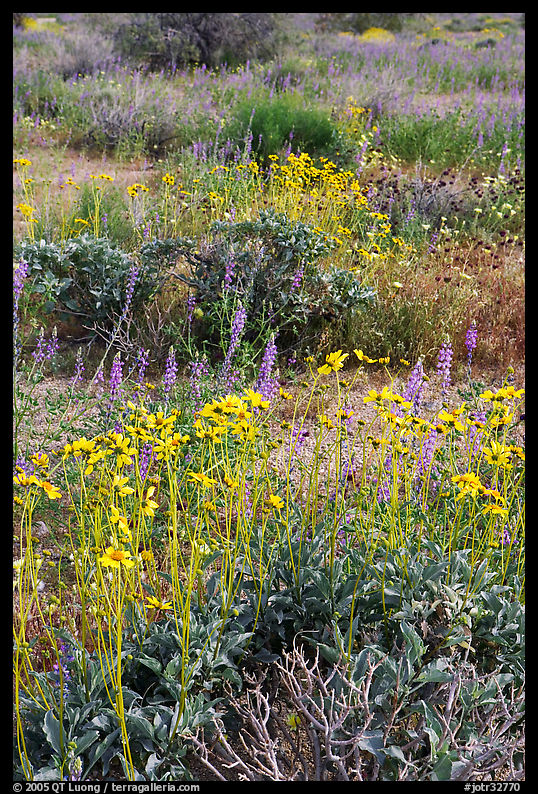 Close-up of wildflower carpet of Arizona Lupine, Desert Dandelion, Chia, and Brittlebush, near the Southern Entrance. Joshua Tree  National Park, California, USA.