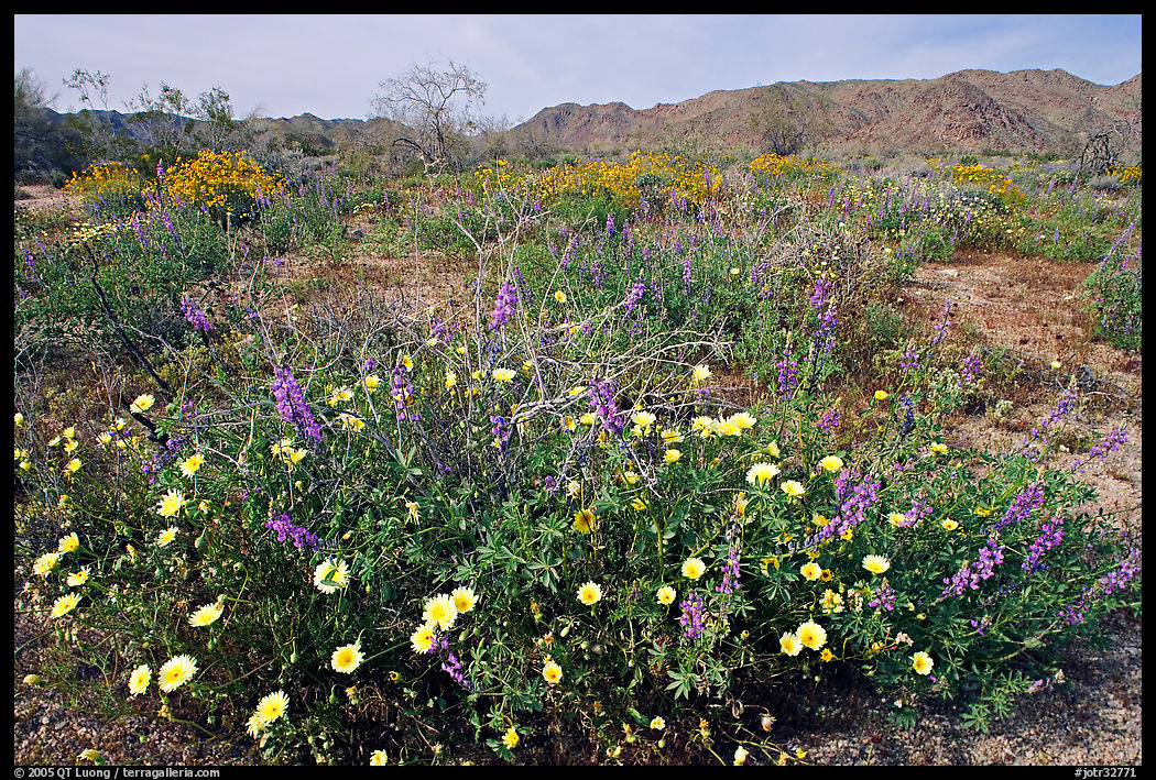 Arizona Lupine, Desert Dandelion, with Brittlebush and Cottonwood Mountains. Joshua Tree  National Park, California, USA.