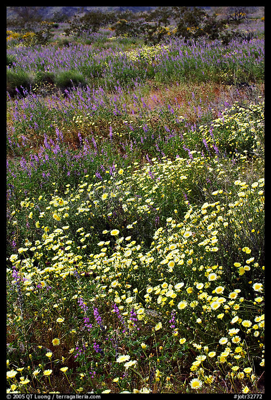 Desert Dandelion and Arizona Lupine close-up. Joshua Tree  National Park, California, USA.