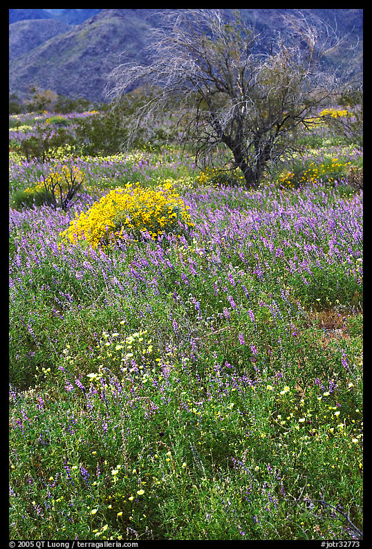 Carpet of Arizona Lupine, Desert Dandelion, and Brittlebush near the Southern Entrance. Joshua Tree  National Park, California, USA.