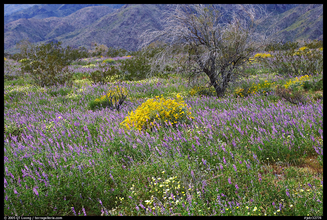 Carpet of Arizona Lupine, Desert Dandelion, and Brittlebush near the Southern Entrance. Joshua Tree  National Park, California, USA.