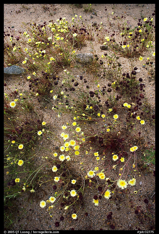 Chia and Desert Dandelion flowers. Joshua Tree  National Park