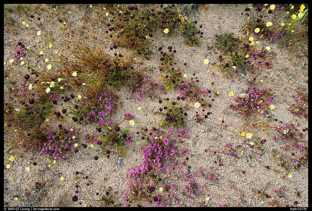 Chia, Desert Dandelion, and Purple Mat flowers. Joshua Tree  National Park, California, USA.