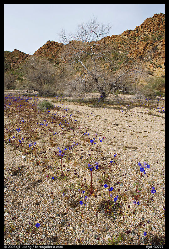 Blue Canterbury Bells and cottonwoods in a sandy wash. Joshua Tree  National Park, California, USA.