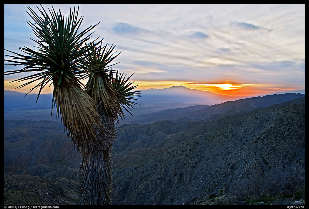 Yucca at sunset, Keys View. Joshua Tree  National Park, California, USA.