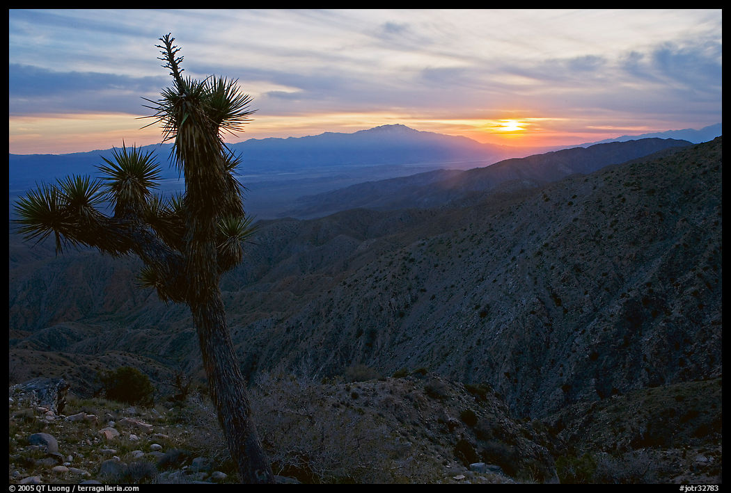Yucca at sunset, Keys View. Joshua Tree  National Park, California, USA.