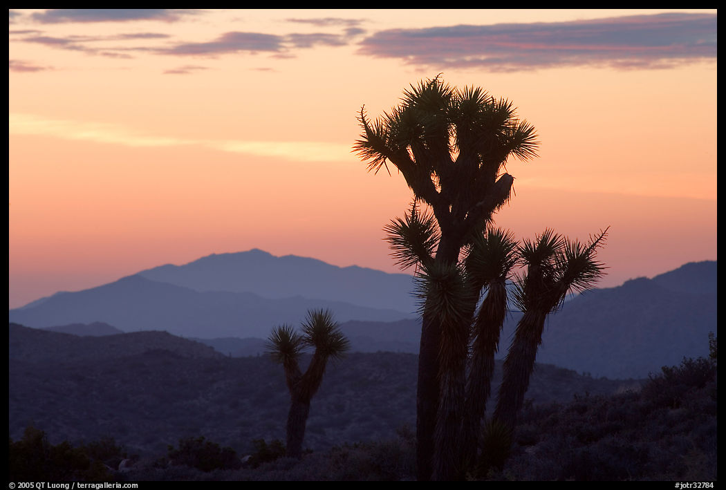 Yucca at sunrise near Keys View. Joshua Tree  National Park, California, USA.