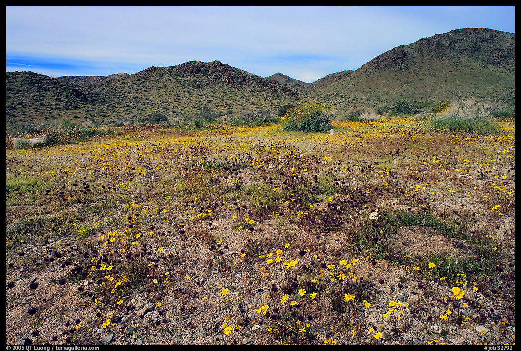 Desert Daisy, Chia flowers, and Hexie Mountains. Joshua Tree  National Park