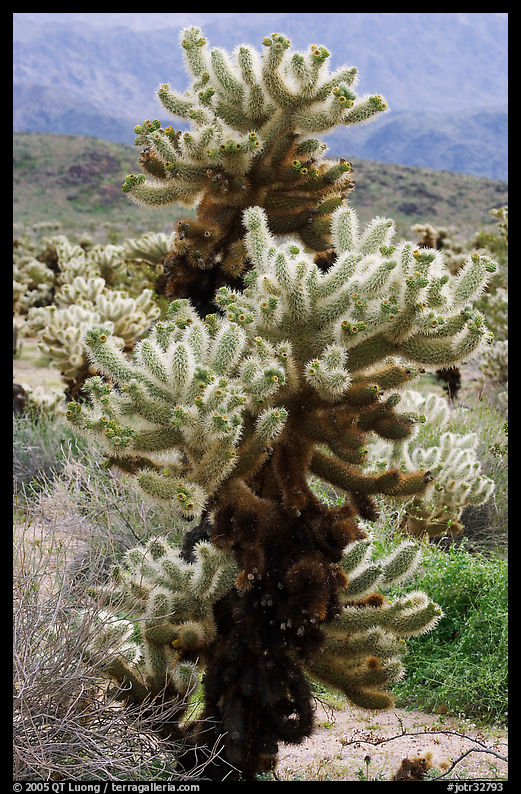 Jumping Cholla cactus. Joshua Tree  National Park, California, USA.