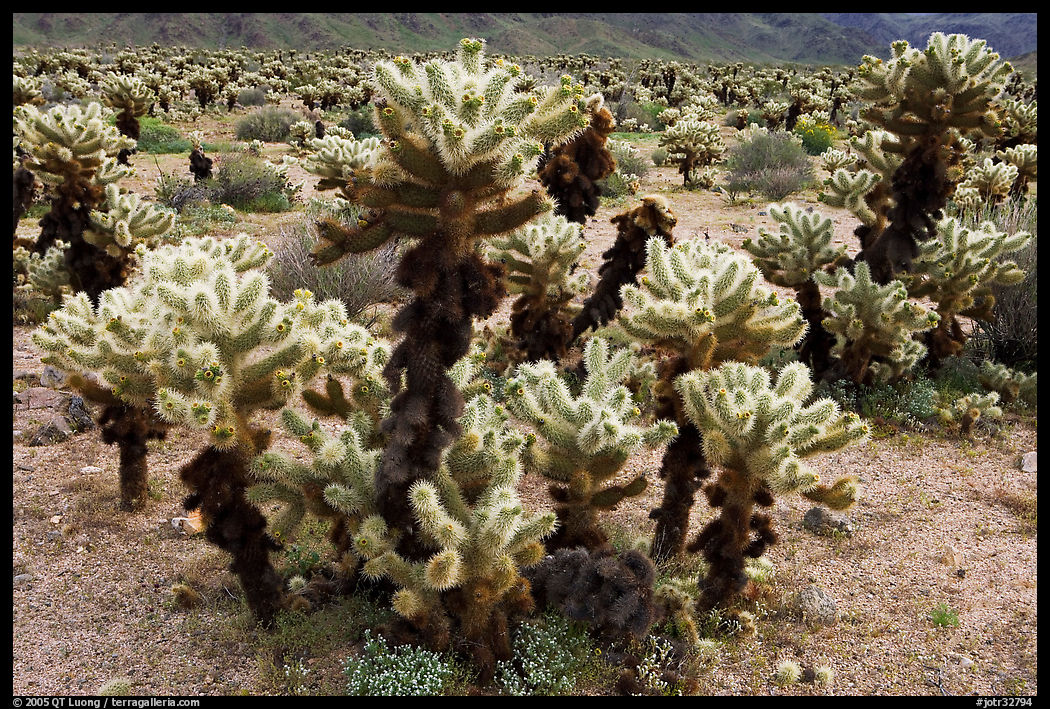 Cholla cactus. Joshua Tree  National Park