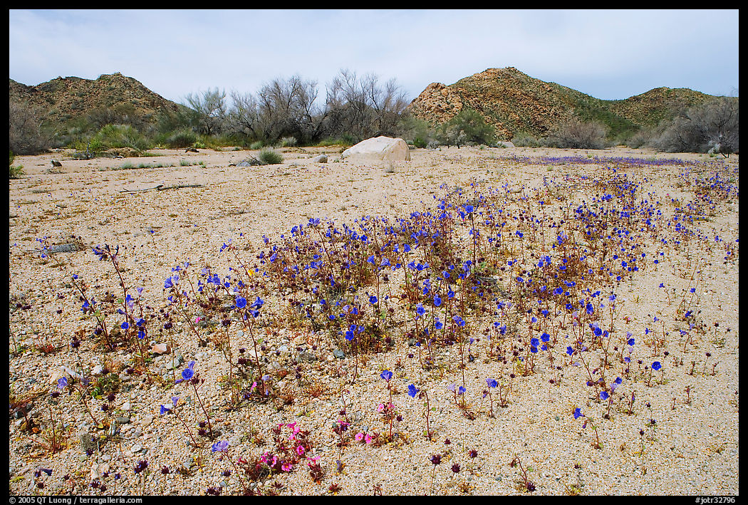 Cluster of blue Canterbury Bells in a sandy wash. Joshua Tree  National Park, California, USA.