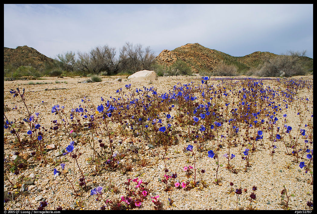 Blue Canterbury Bells growing out of a sandy wash. Joshua Tree  National Park, California, USA.