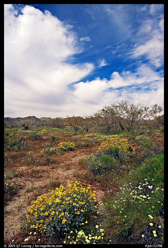 Brittlebush, Desert Dandelion, cottonwoods, and Cottonwood Mountains. Joshua Tree  National Park, California, USA.