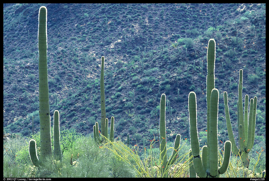 Saguaro cacti forest on hillside, West Unit. Saguaro  National Park, Arizona, USA.