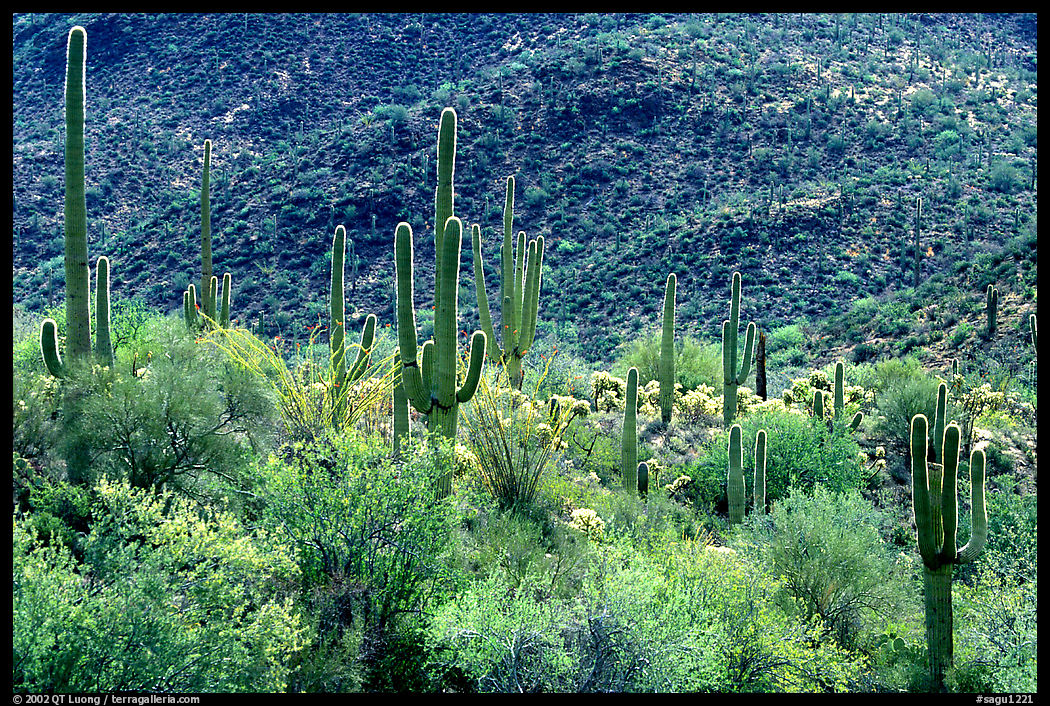 Saguaro cacti forest on hillside, West Unit. Saguaro  National Park, Arizona, USA.