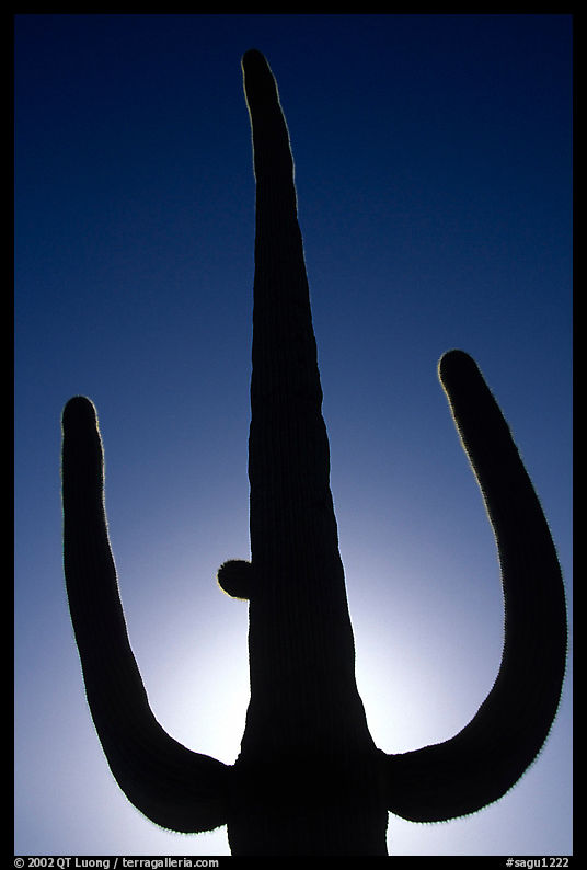 Backlit Saguaro cactus. Saguaro  National Park