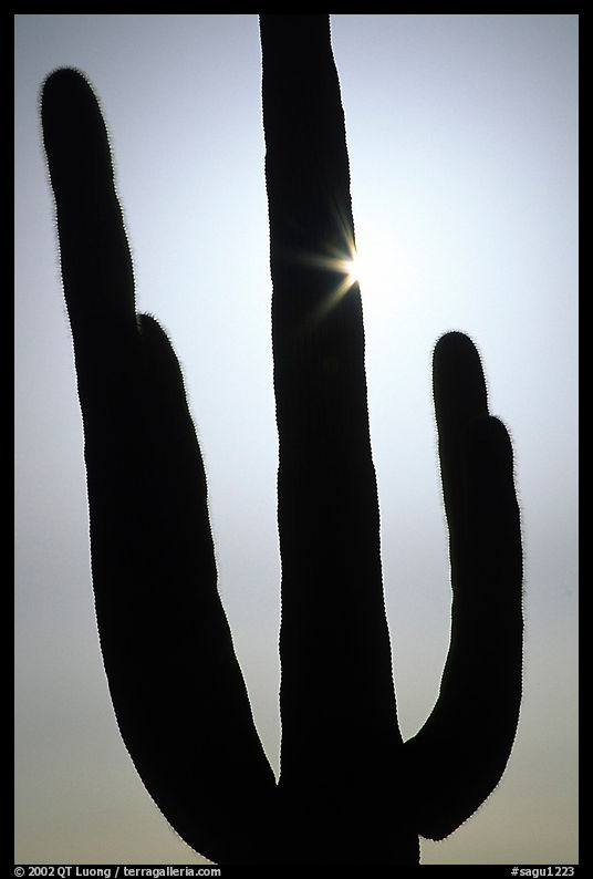 Backlit Saguaro cactus. Saguaro  National Park, Arizona, USA.
