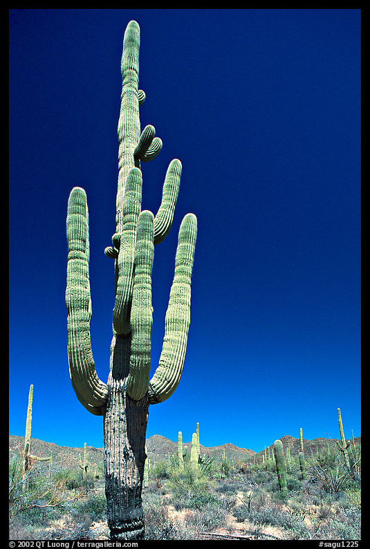 Giant Saguaro cactus (scientific name: Carnegiea gigantea), mid-day. Saguaro  National Park, Arizona, USA.