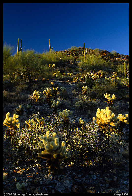 Cholla cactus on hillside. Saguaro  National Park, Arizona, USA.