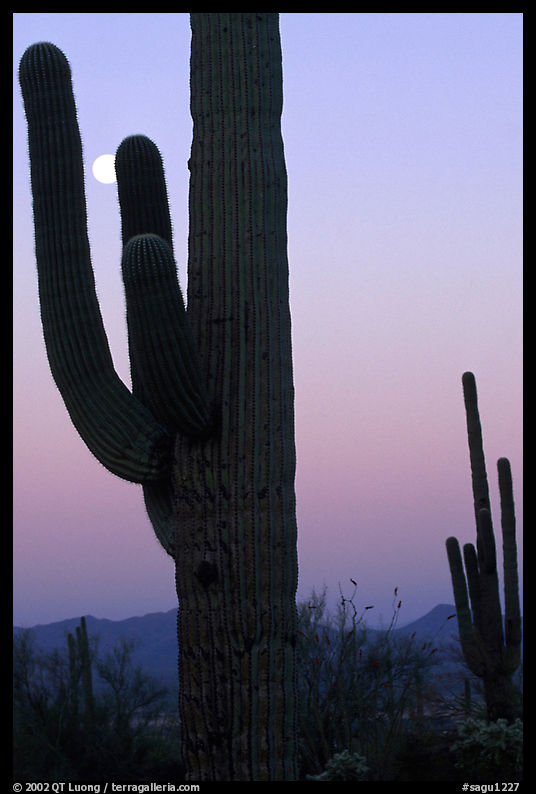 Saguaro cactus and moon, dawn. Saguaro  National Park, Arizona, USA.