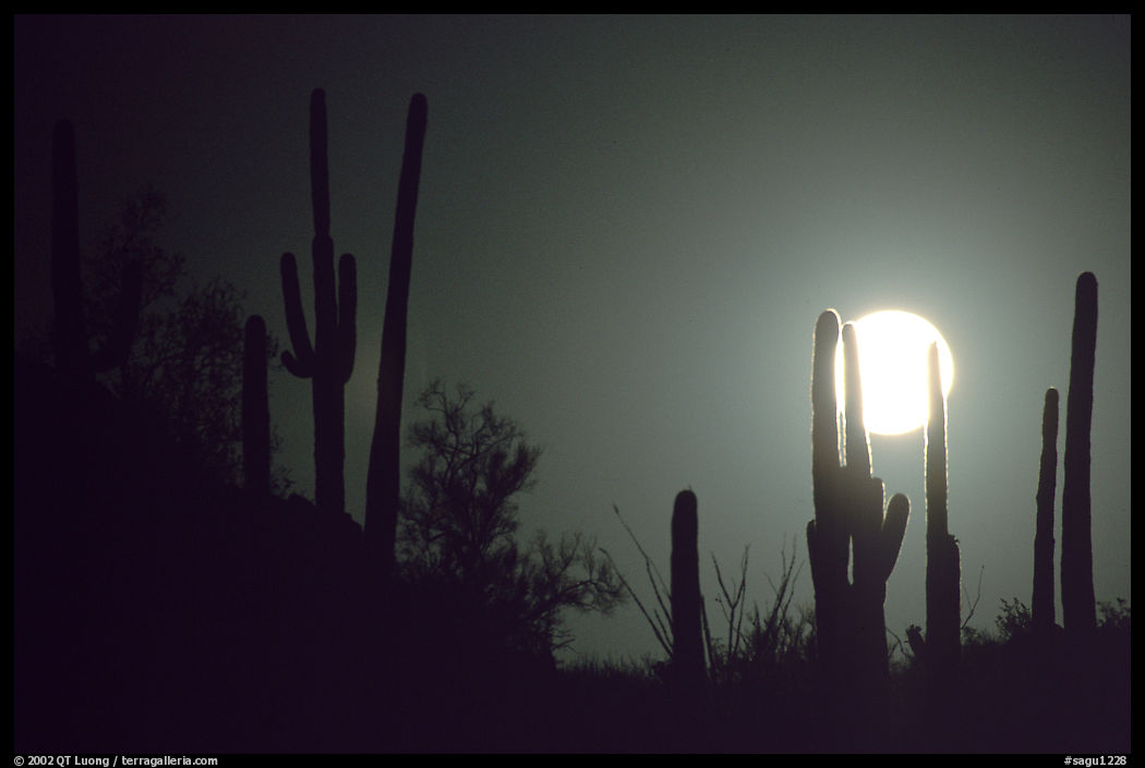 Moonrise behind saguaro cactus. Saguaro  National Park, Arizona, USA.