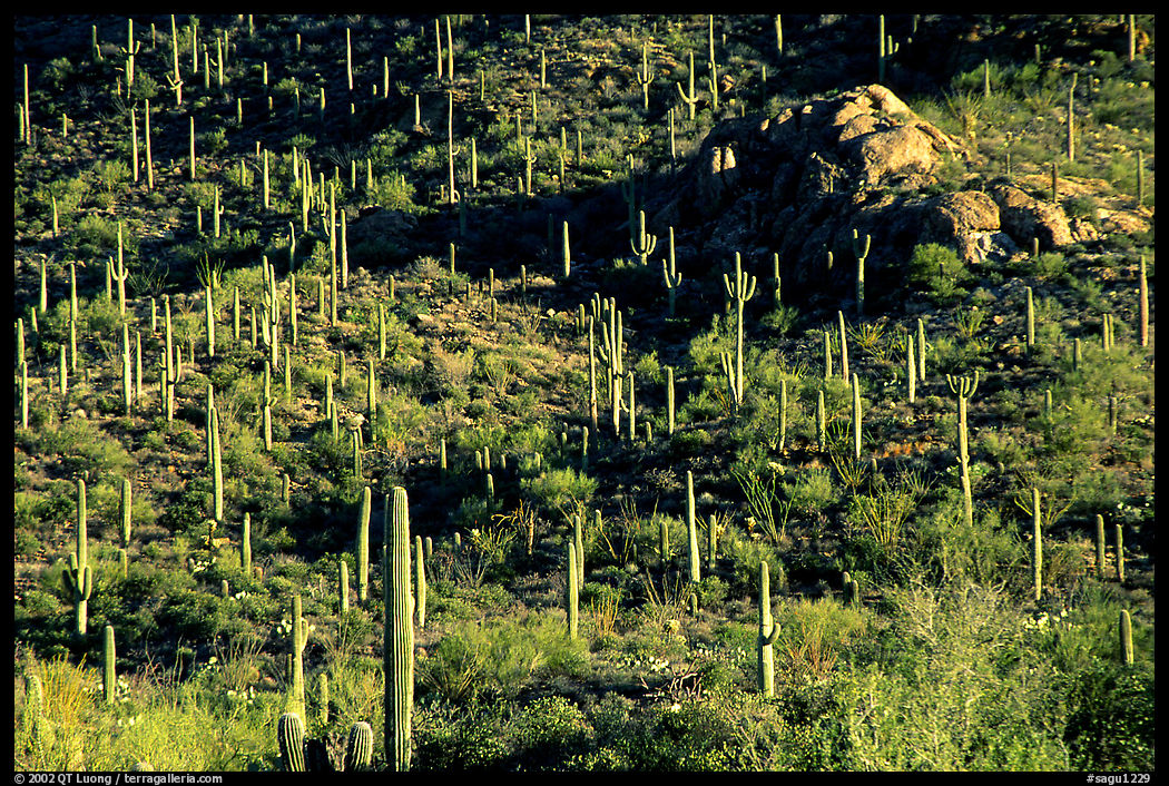 saguaro cacti forest on hillside, West Unit. Saguaro  National Park, Arizona, USA.