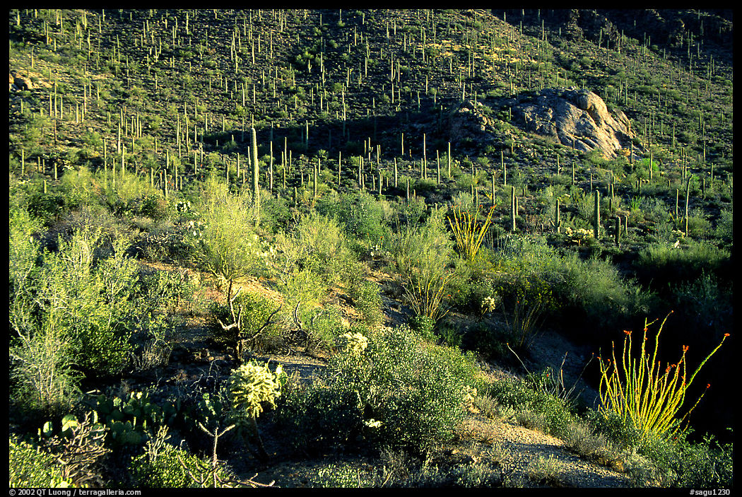 Saguaro cacti forest and occatillo on hillside, West Unit. Saguaro  National Park, Arizona, USA.