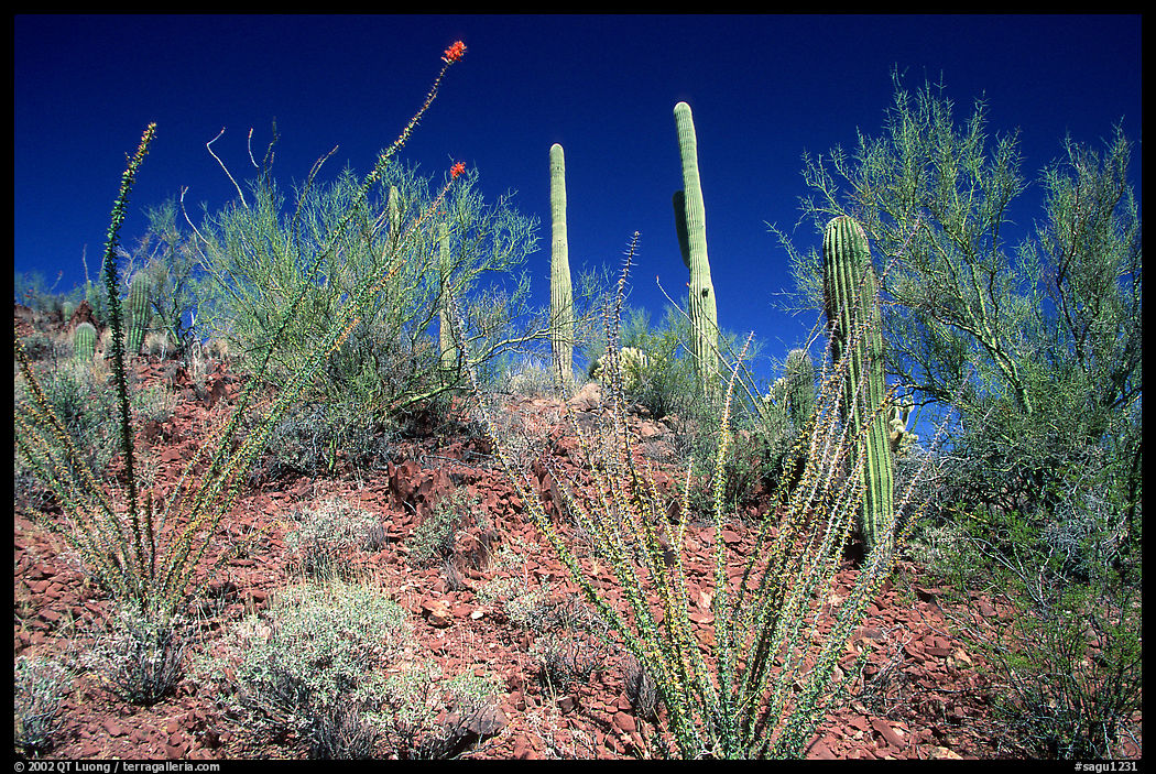 Palo verde and saguaro cactus on hillside. Saguaro  National Park, Arizona, USA.