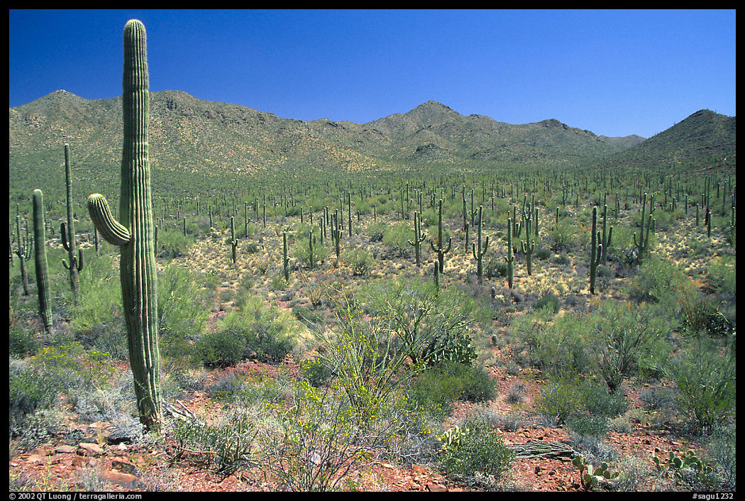 Saguaro cactus and Tucson Mountains. Saguaro  National Park, Arizona, USA.