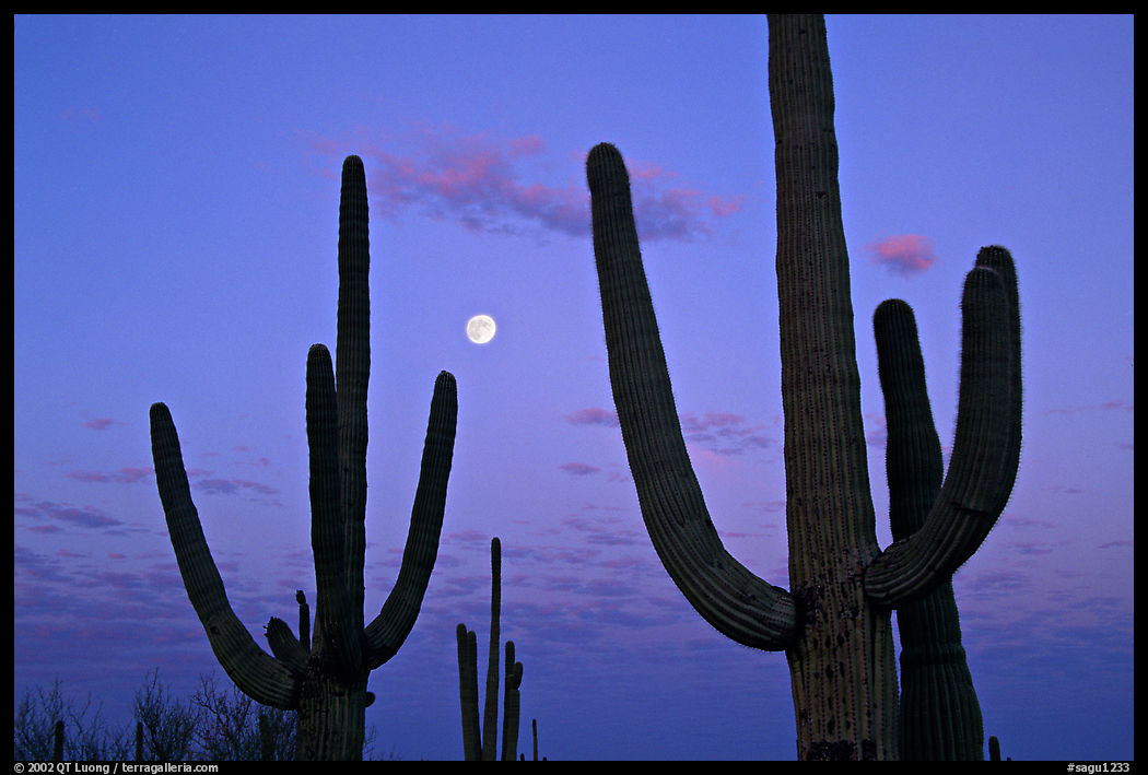 Saguaro cactus and moon at dawn. Saguaro  National Park, Arizona, USA.