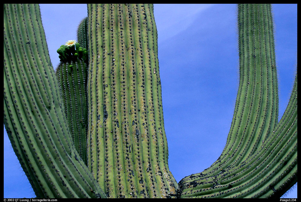 Arms of Saguaro cactus. Saguaro  National Park, Arizona, USA.