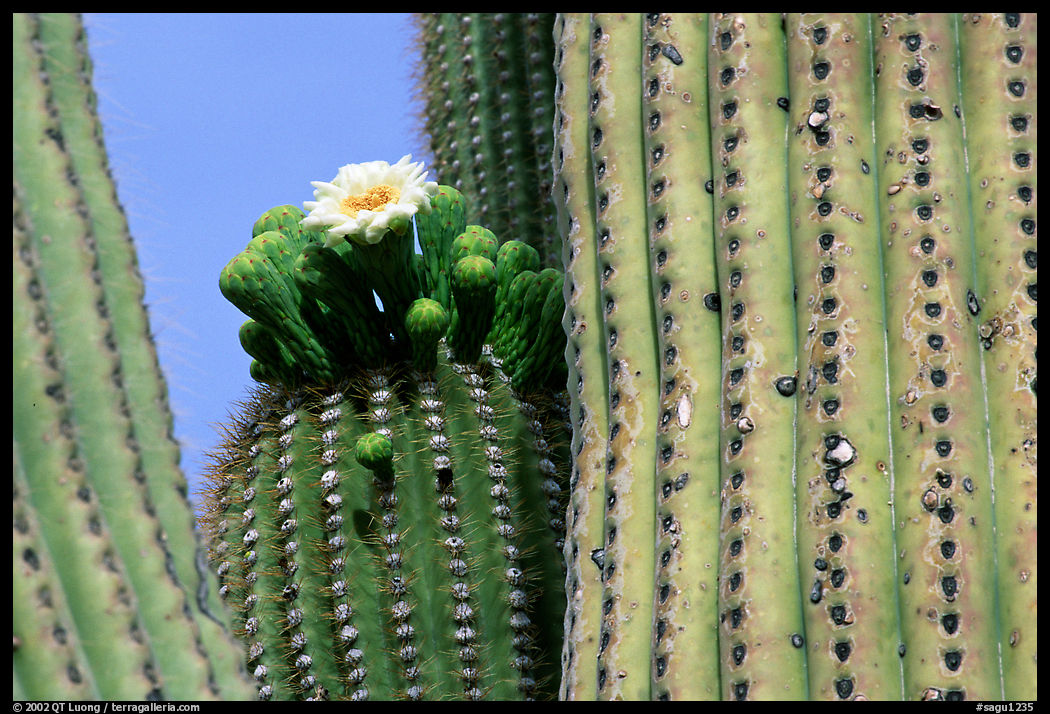 Saguaro cactus with blooms. Saguaro  National Park, Arizona, USA.