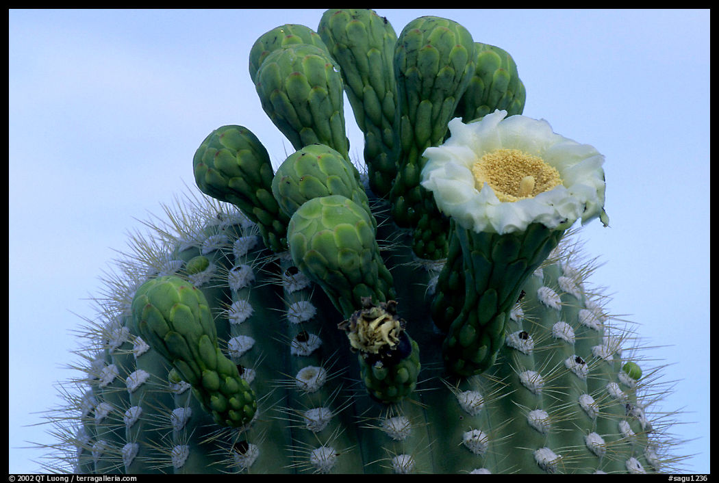 Saguaro flower on top of cactus. Saguaro  National Park, Arizona, USA.