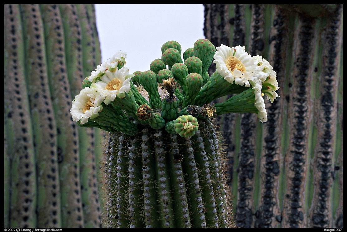 Saguaro cactus blooms. Saguaro  National Park, Arizona, USA.
