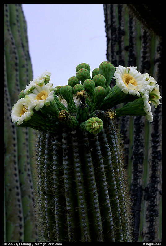 Saguaro cactus flowers and arm. Saguaro  National Park, Arizona, USA.