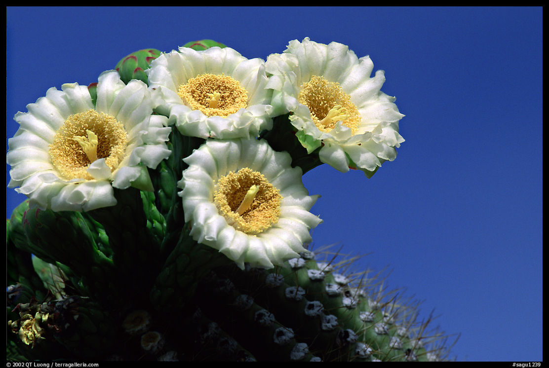 Saguaro cactus blooming. Saguaro  National Park, Arizona, USA.