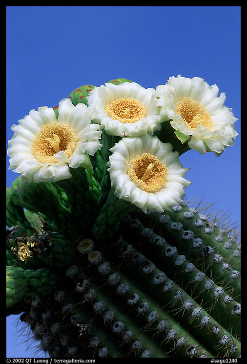 Saguaro cactus flowers against blue sky. Saguaro  National Park, Arizona, USA.