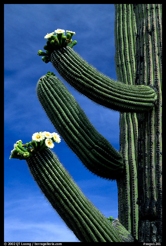 Arms of blooming Saguaro cactus. Saguaro  National Park, Arizona, USA.