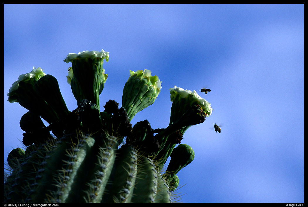 Saguaro cactus flower and bees. Saguaro  National Park, Arizona, USA.