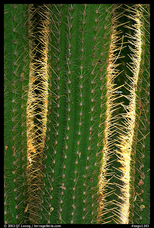 Cactus detail. Saguaro  National Park, Arizona, USA.