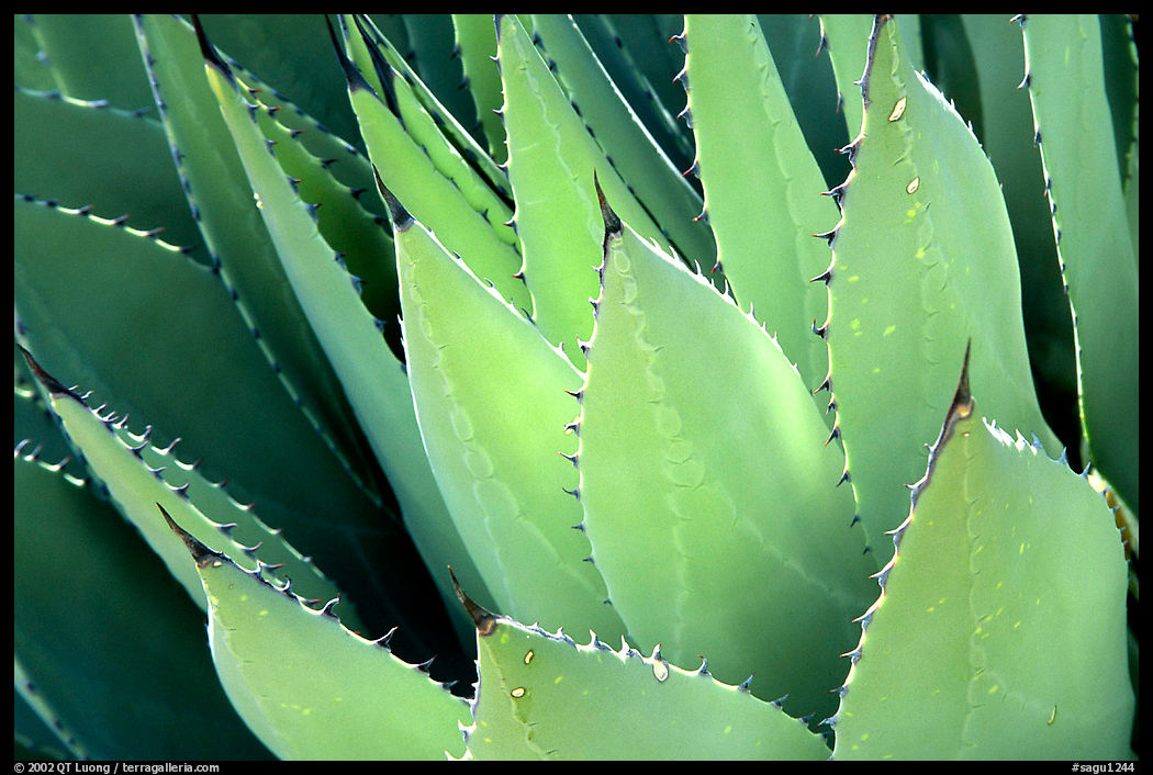 Cactus detail, Arizona Sonora Desert Museum. Tucson, Arizona, USA