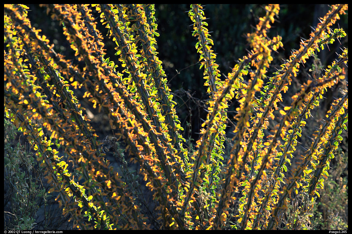 Occatillo detail. Saguaro  National Park, Arizona, USA.
