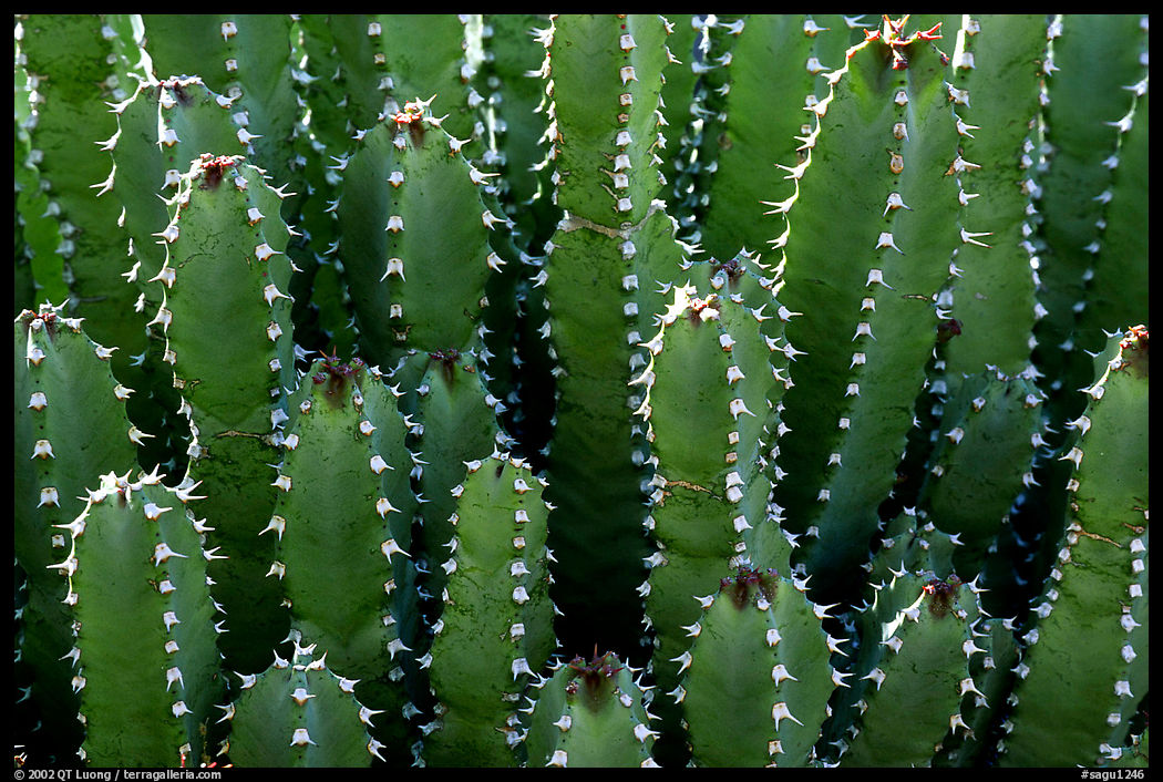 Cactus detail, Arizona Sonora Desert Museum. Tucson, Arizona, USA