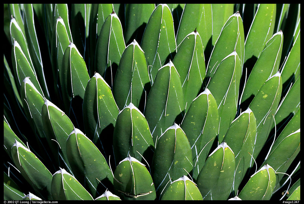 Cactus detail, Arizona Sonora Desert Museum. Tucson, Arizona, USA
