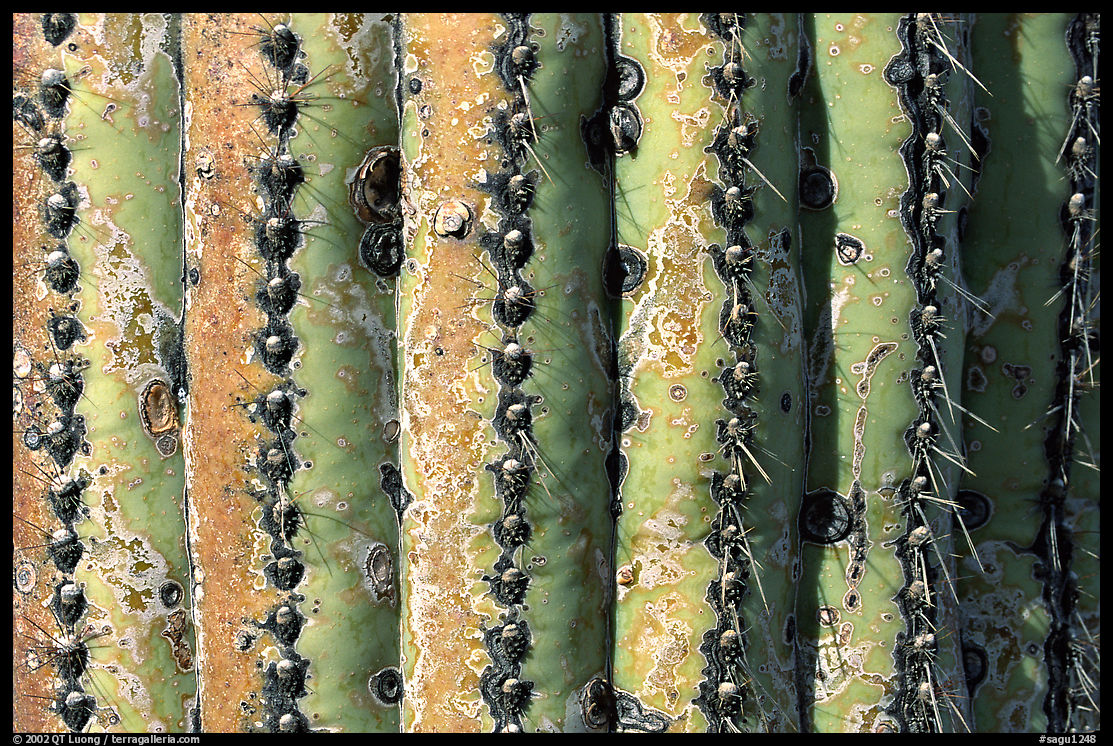 Saguaro cactus trunk close-up. Saguaro  National Park