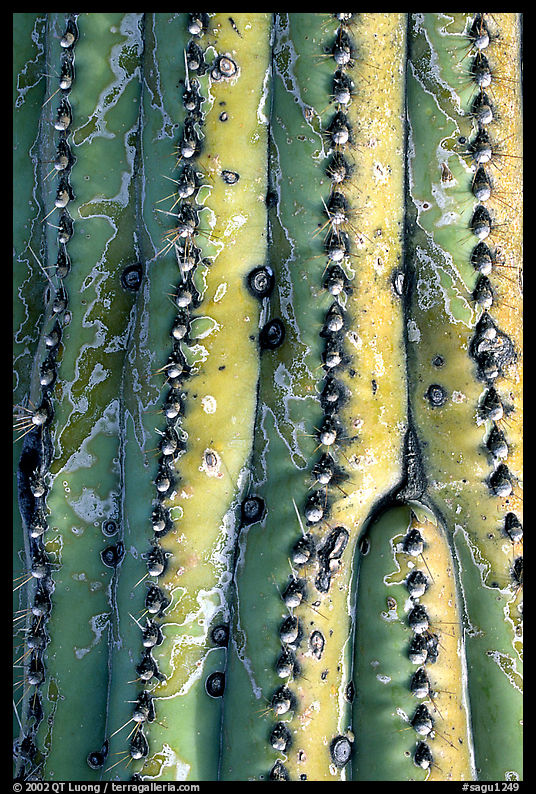 Saguaro cactus trunk detail. Saguaro  National Park